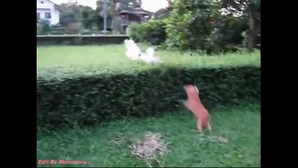 Смешные собаки. Подборка 2014