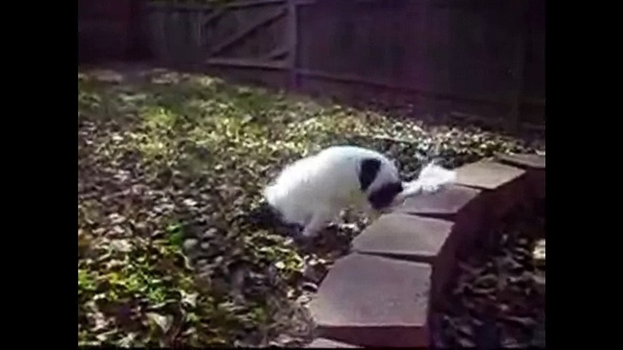 Смешные собаки чихают. Смешное видео про собак