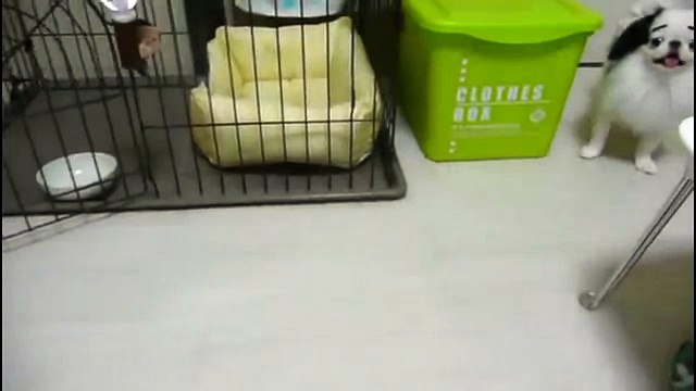 Смешные собаки с фэйковыми бровями. Подборка Топ 7