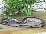 Rare ANACONDA footage - Giant Anaconda snake throws out the cow it swallowed earlier.