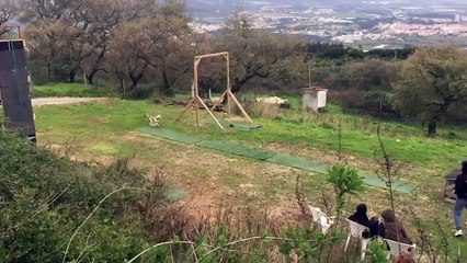 Saut en longueur de chiens