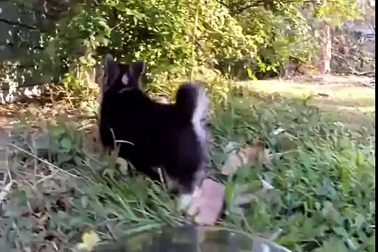 Cutest Corgi Puppies Compilation 2016 - Puppies - Cute Breeds(1)