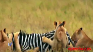 Lion Vs Zebra Fight I Real Fight Of Zebra Vs Lions I Animals Attack ✔