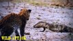 When Animal Attack Human PT04 | Moose, Tiger, Buffalo, Bear, Kangaroo Attacks #04