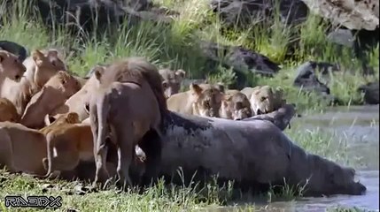 Lion Vs Crocodile Real Fight - Amazing Videos