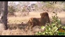 Lion Vs Rhino Real Fight Lion Vs Rhino wild Attack ᴴᴰ