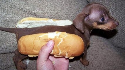 Funny Animals-World's Cutest Dogs