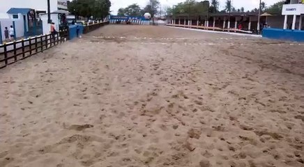 haras hs Wild rocket bar araçagi pb