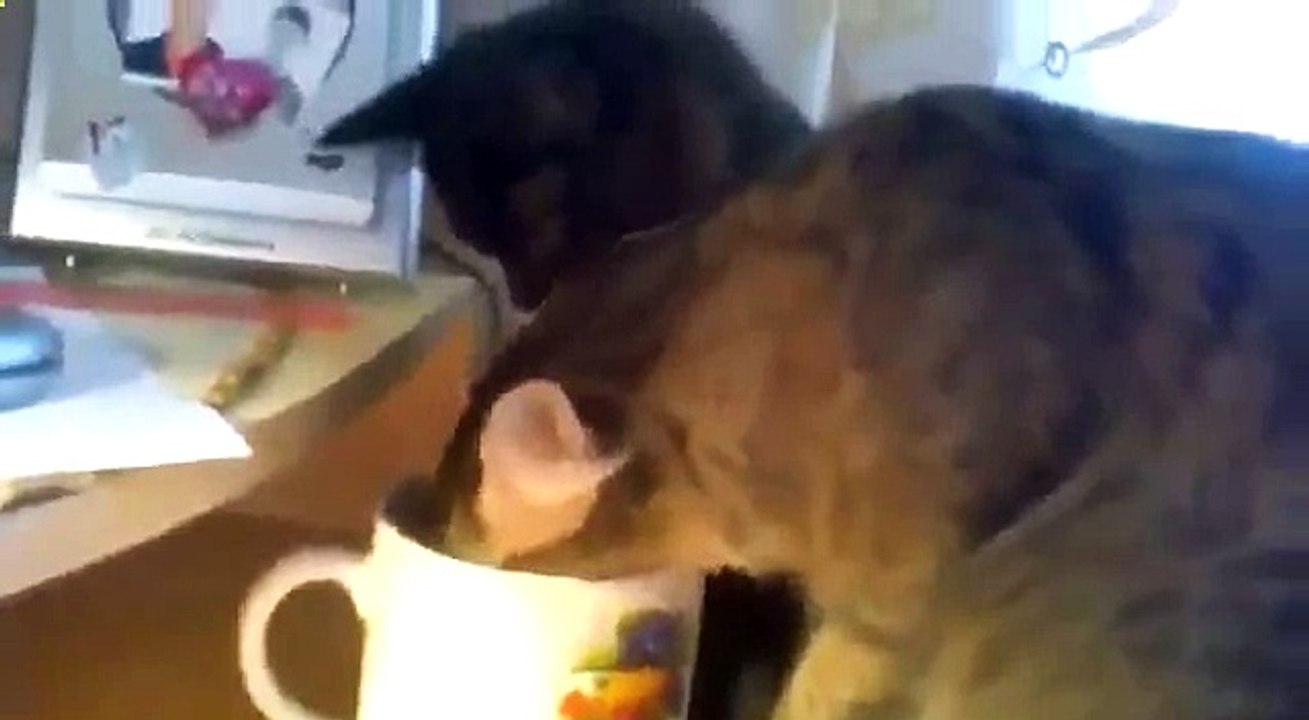 Кошка засунула голову в кружку Оборжаться!