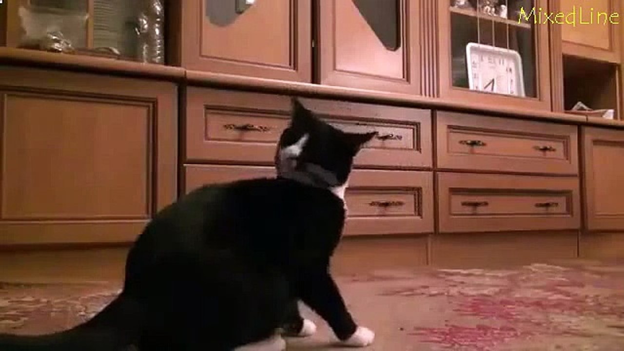 Кошечка играет с мыльными пузырями очень смешно на это смотреть