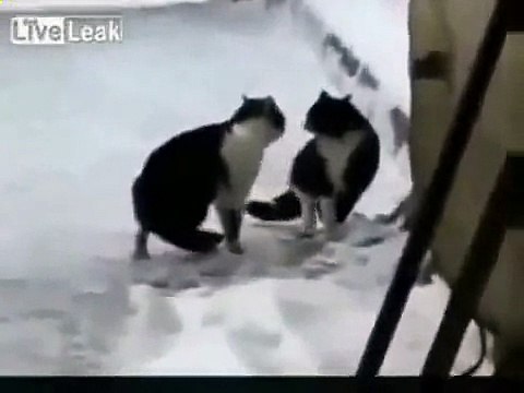 Кошачьи бои правил! Вот это кошки!