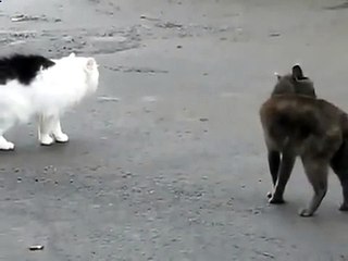 Коты ругаются между собой Забавно смотреть