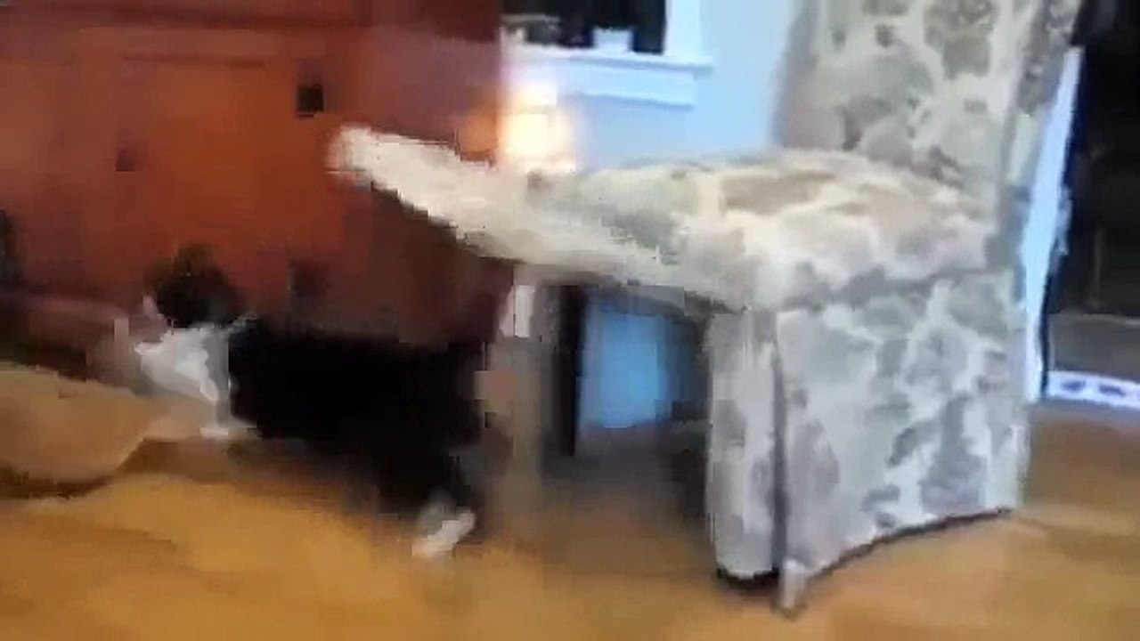 Коты и кошки состязаются кто смешнее