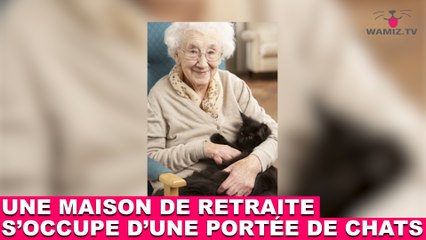 Une maison de retraite s'occupe d'une portée de chats ! L'histoire dans la minute chat #135