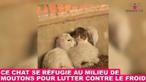 Ce chat se réfugie au milieu de moutons pour lutter contre le froid ! À découvrir maintenant dans la minute chat #136