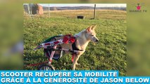 Scooter récupère sa mobilité grâce à la générosité de Jason Below ! L'histoire dans la minute chien #136