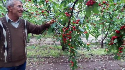 kiraz bahçesi rekor gelişim bağyurdu mustafa peksay