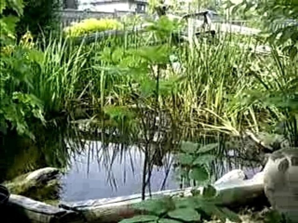 Our pond.