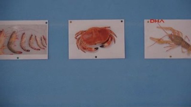 Antalya - Yengeç ve Karides Kabuğu Kanı Durduracak