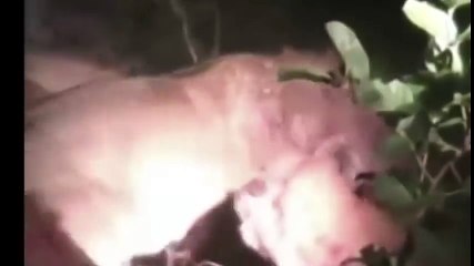 СТАЯ ГИЕН СРАЖАЕТСЯ С ПРАЙДОМ ЛЬВОВ НОЧЬЮ