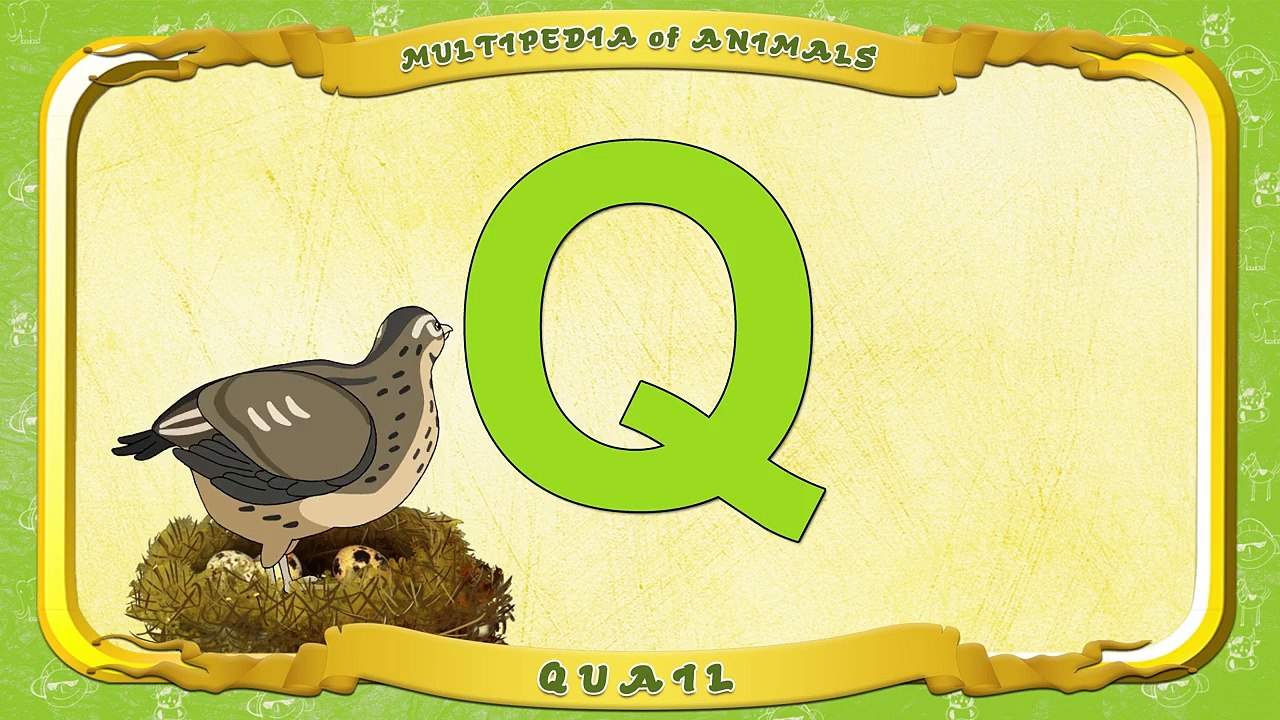 Multipedia of Animals. Letter Q Quail