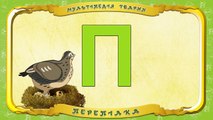 Мультіпедія тварин. Літера П Перепілка