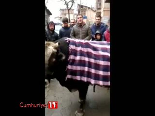 Cerattepe'nin "gözaltına alınan" boğaları neden merkeze indi?