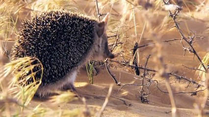 Ушастый еж в пустыне