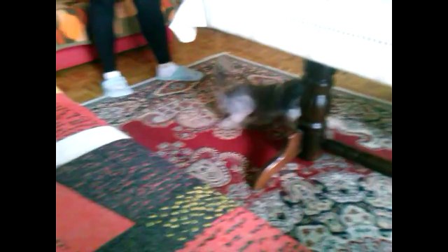 Dog Chasing Cats || Funny Dogs and Cats videos|| Funny dogs and cats compilation [HD]