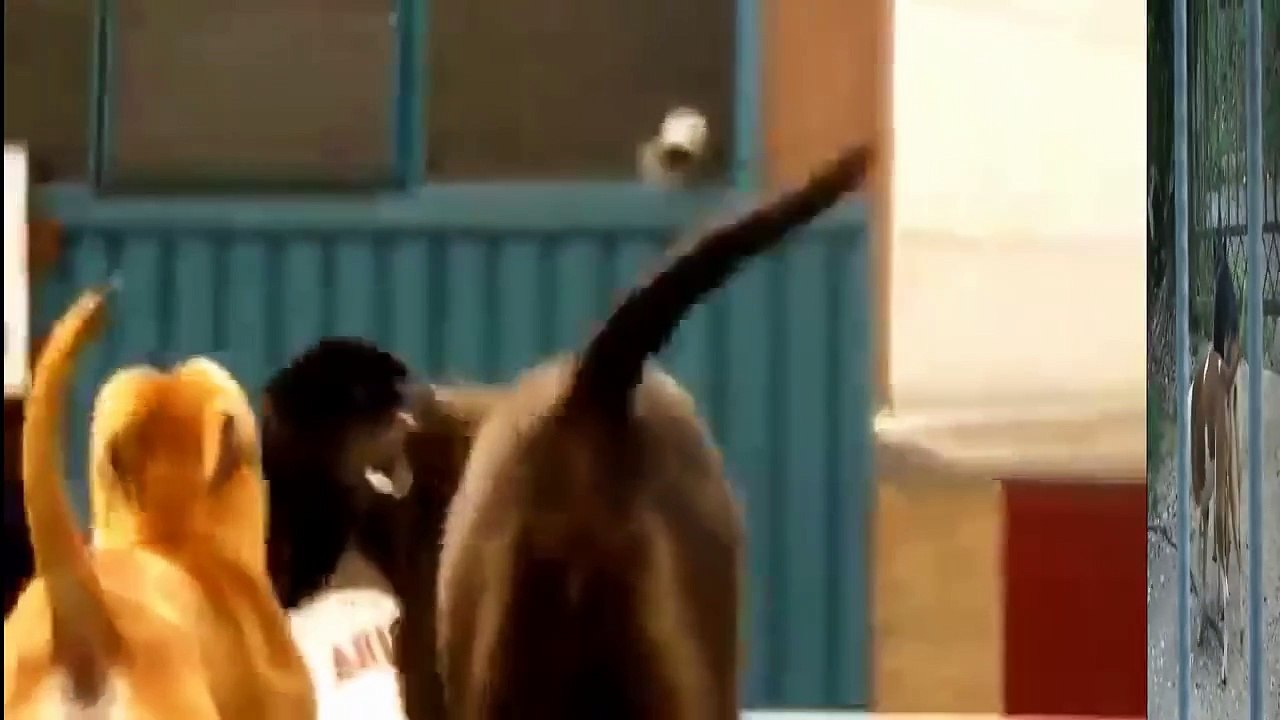 Animals Mating - Top 10 Dog Mating & Funny Dog | Funny Animal Compilation 2015
