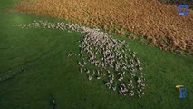 Ce troupeau de moutons fait le buzz