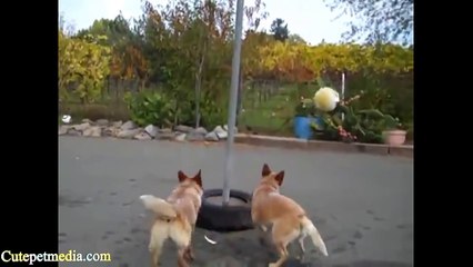 The World s Most Funny Dog Videos November 2014