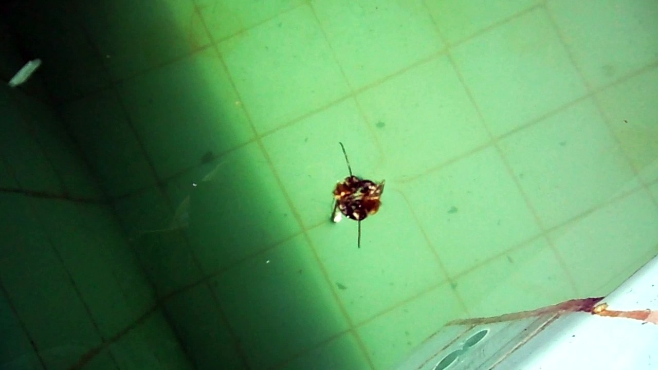 Bee Loved on the water . . .
