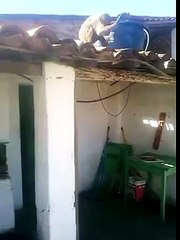 Un singe ivre armé d’un couteau terrorise les clients d’un bar