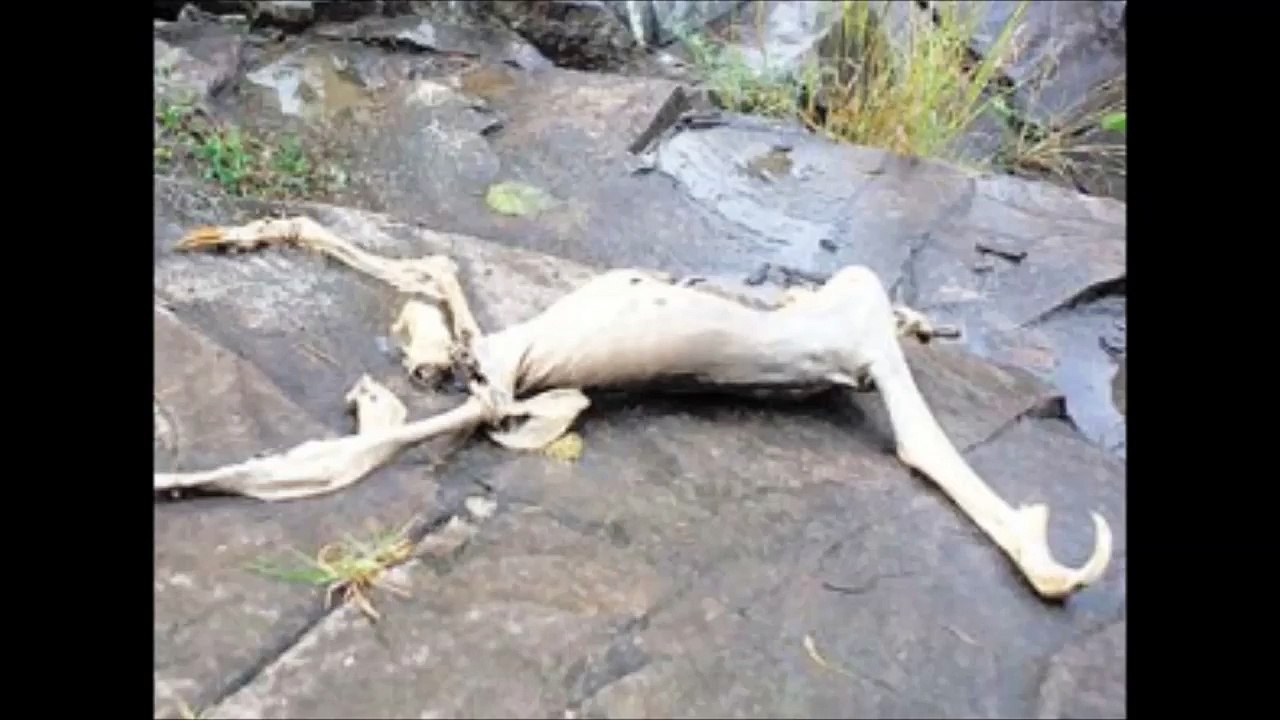 Panama Creature