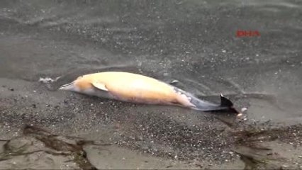 Tekirdağ?da Kıyıya Yunus Ölüsü Vurdu