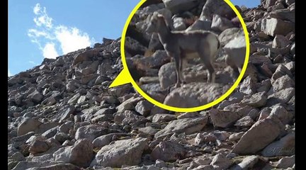 Top 10 the Most Amazing Optical Illusions