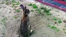 Vous serez surpris et attendris en découvrant pourquoi ce lapin creuse un trou