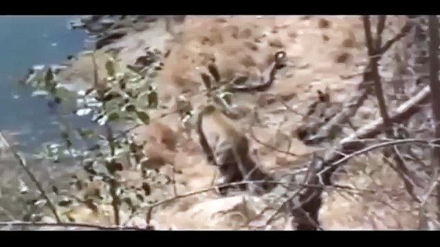 Jaguar vs Giant Anaconda - Tiger vs Python - Python vs Leopard