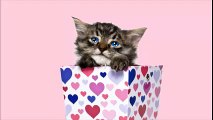 Cute Kitten Wishes For Your Birthday!