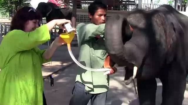 Поцелуй с Тайским слоном Очень прикольно