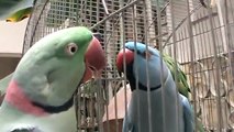 amazing Pakistani blue Ringneck talking