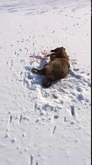 Это точно не волк