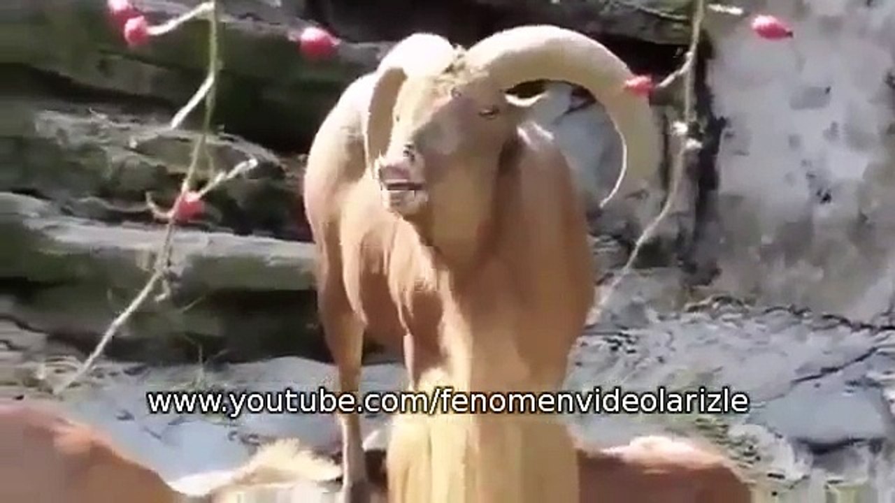 Rüyada Kabadayı Görmek