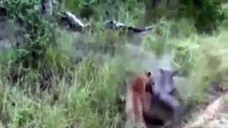Leopard vs Wild Boar Warthog: Incredible Battle for Survival! | Animal Attack 2015