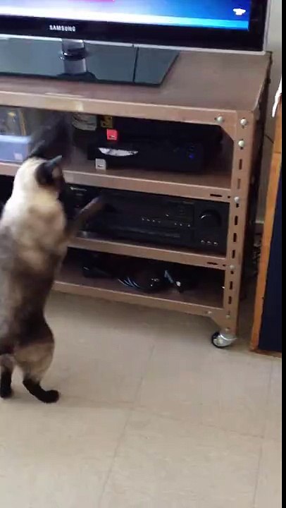 Gato lidando com as novas tecnologias