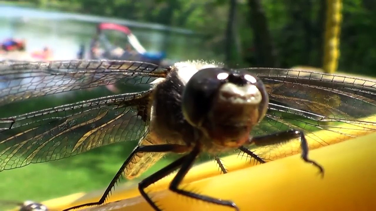 Up Close and Personal with Dragonflies