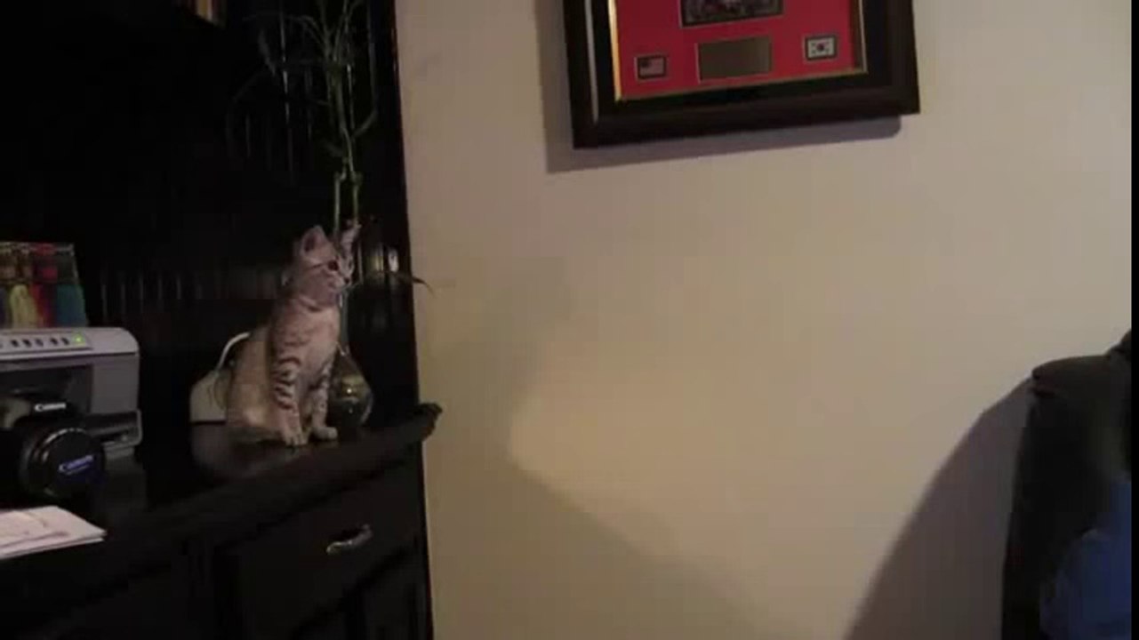 Cat Jump Fail Compilation