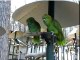 Best Bird Video Talking Parrots Dancing Cockatoos Singing Parrots Compilation