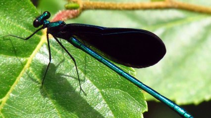 Top 10 Unusual & Amazing Dragonflies